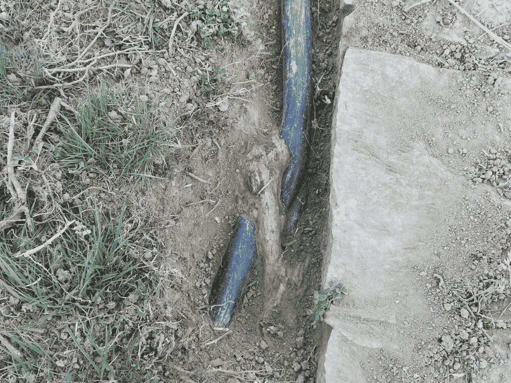 How Tree Roots Damage Pipes and How Relining Fixes It in Logan